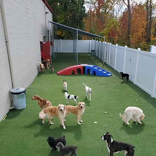 Dogs play together outside